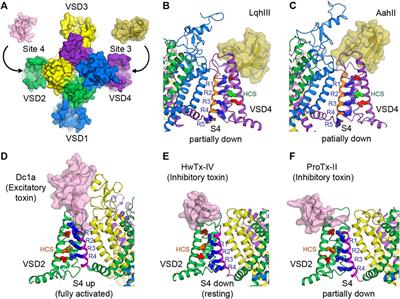 Druggability of Voltage-Gated Sodium Channels—Exploring Old and New Drug Receptor Sites